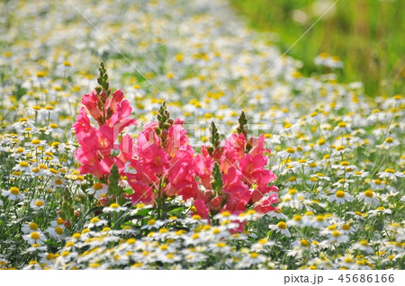 カモミールとピンク色の花 カモミールとピンク色の花 45686166