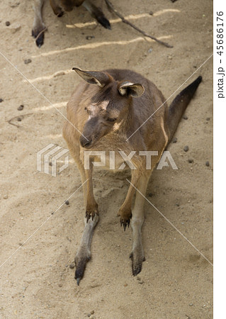 カンガルー 45686176