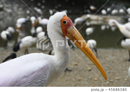 アフリカトキコウ 45686380