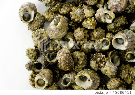 チンボーラー（カンギクガイ） 45686411