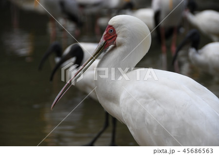 アフリカヘラサギ 45686563