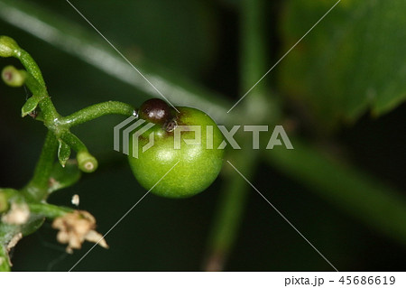 自然　植物　アカネ、果実。でき始めは双子でどちらか一方に栄養を集中してへそ付き球果の出来上がり？ 45686619