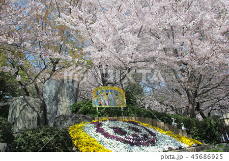 王子動物園の桜の写真素材