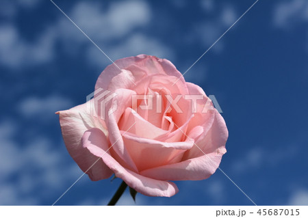 ピンクの優しい雰囲気のバラの花一輪 青空 雲の写真素材