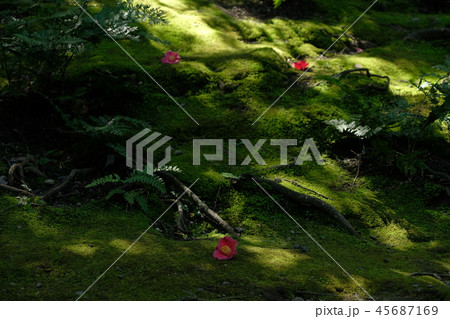 京都城南宮　椿と苔庭 45687169