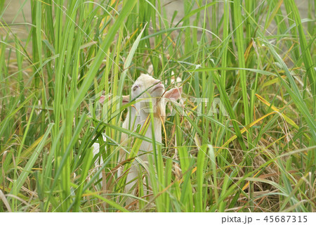 宮古島/山羊 宮古島/山羊 45687315