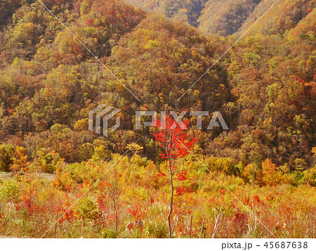 紅葉 秋 風景 背景 紅葉 秋 風景 背景 45687638