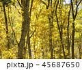紅葉　秋　風景　背景 45687650