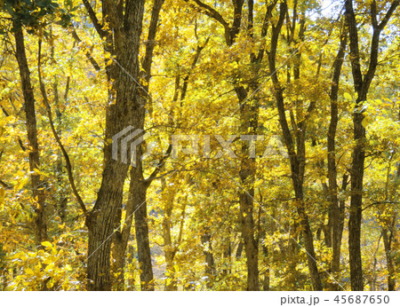紅葉 秋 風景 背景 紅葉 秋 風景 背景 45687650