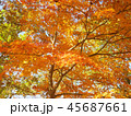紅葉　秋　風景　背景 45687661