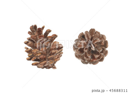 まつぼっくり pine cone 45688311
