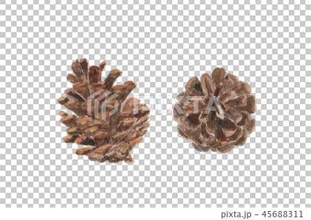 まつぼっくり pine cone 45688311