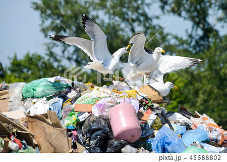 Seagulls on the plastic in the dump rubbish Seagulls on the plastic in the dump rubbish 45688802