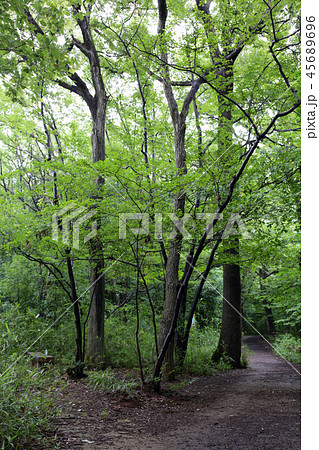 八国山緑地 45689696