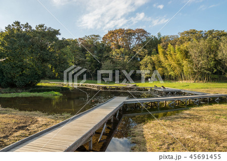 厳島湿生公園 45691455
