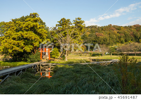 厳島湿生公園 45691487