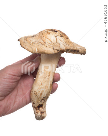 マツタケ マツタケ 45691653