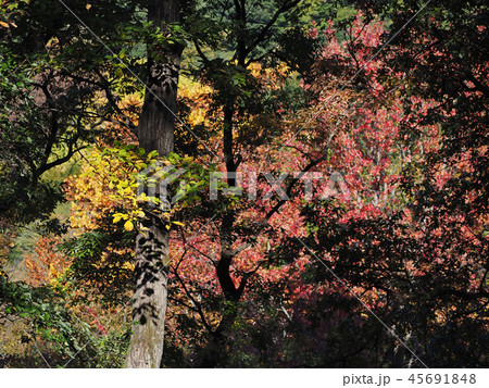 もみじ谷 紅葉 もみじ谷 紅葉 45691848