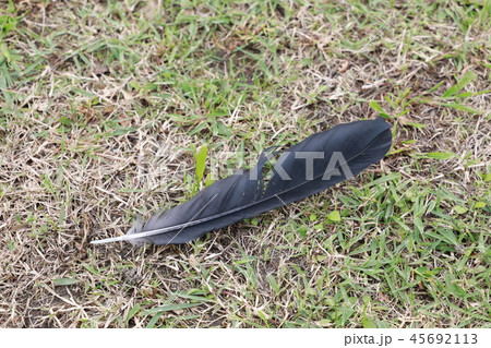 カラスの羽根 45692113