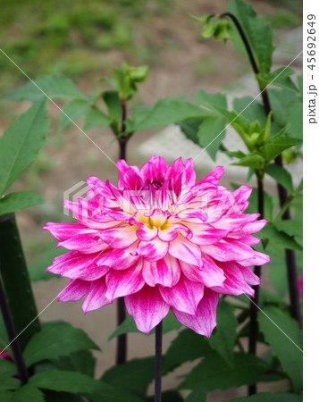 ダリア 45692649