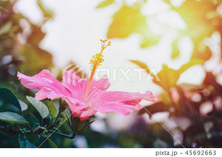Hibiscus flower morning in soft warm light Hibiscus flower morning in soft warm light 45692663