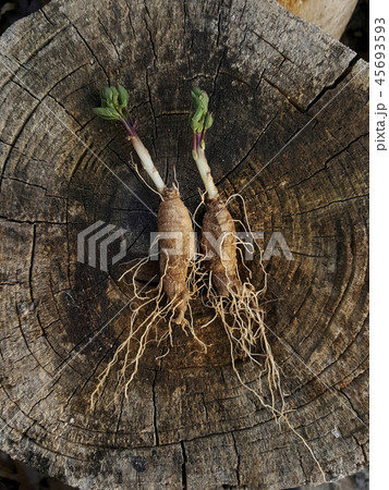 ツルニンジン 植物 根 45693593