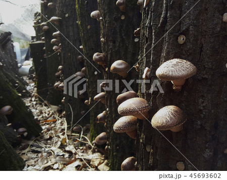 シイタケ キノコ 植物 45693602