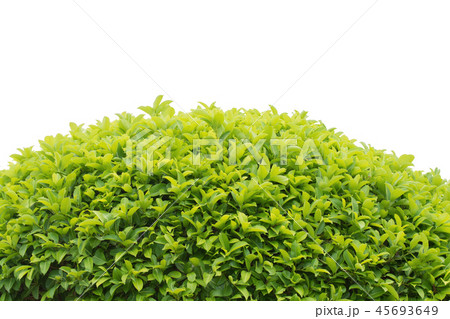 green leaves frame background 45693649
