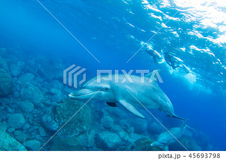 イルカ イルカ 45693798