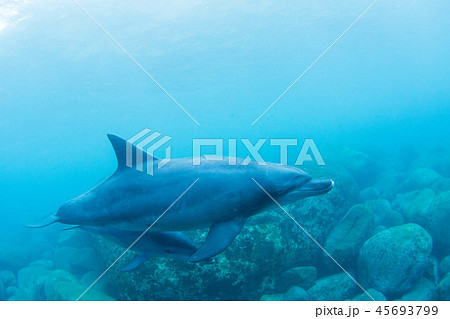 イルカ 45693799