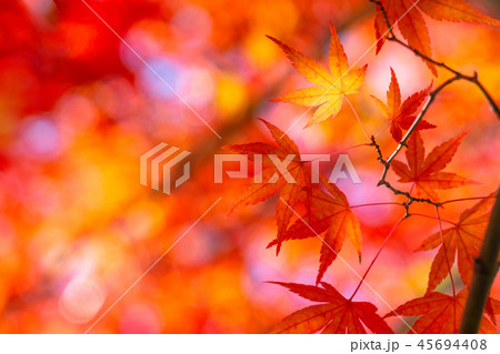 紅葉・秋イメージ 紅葉・秋イメージ 45694408