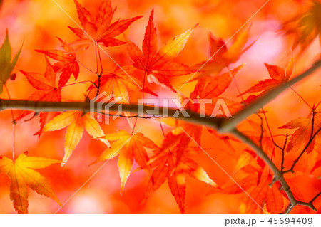 紅葉・秋イメージ 紅葉・秋イメージ 45694409