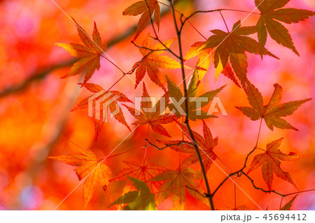 紅葉・秋イメージ 紅葉・秋イメージ 45694412