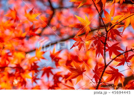 紅葉・秋イメージ 紅葉・秋イメージ 45694445