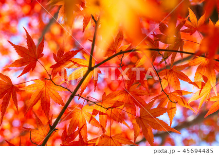 紅葉・秋イメージ 45694485