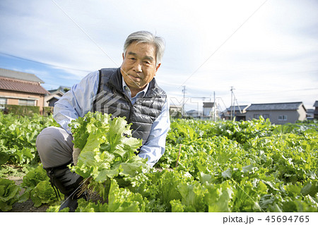 野菜を収穫するシニア 野菜を収穫するシニア 45694765