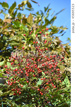ナンテン（南天） 45695523