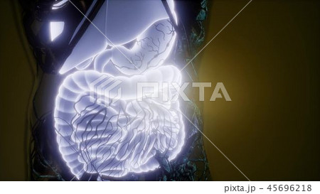 Human Body with Visible Digestive System Human Body with Visible Digestive System 45696218