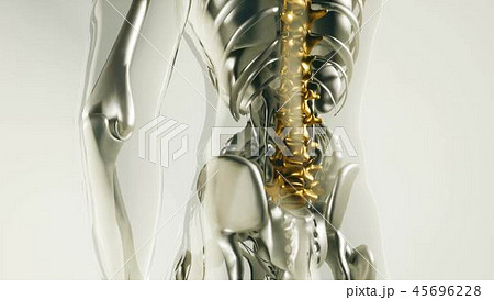 Human Spine Skeleton Bones Model with Organs 45696228