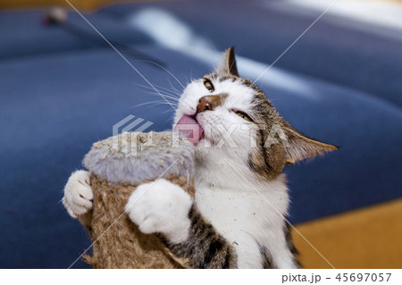 cat and Nepeta cataria cat and Nepeta cataria 45697057