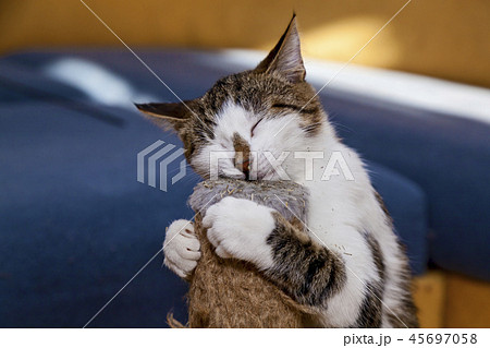 cat and Nepeta cataria 45697058