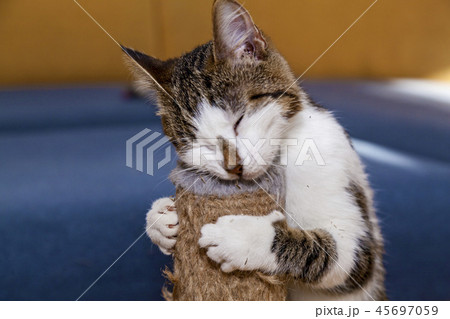 cat and Nepeta cataria cat and Nepeta cataria 45697059