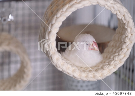 文鳥　ブンチョウ　雛　 45697348