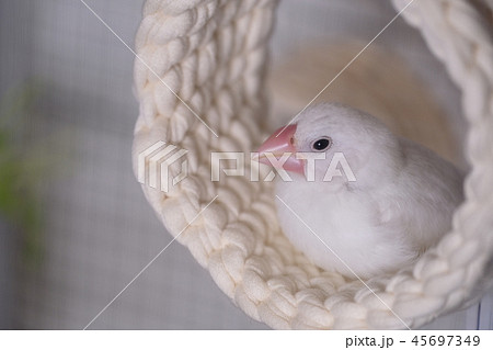 文鳥　ブンチョウ　雛　 45697349