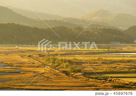 風景 自然 木 45697676