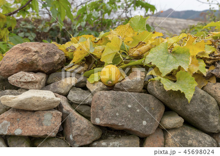 全羅南道 植物 丸屋 45698024