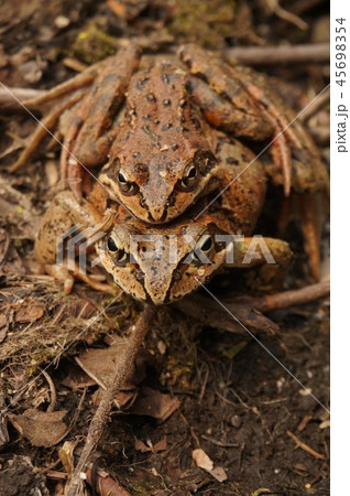 交尾するエゾアカガエル 45698354