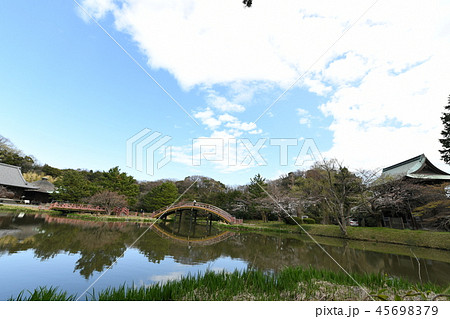 桜咲く称名寺阿字が池 45698379