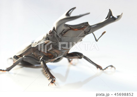 国産オオクワガタ 白背景 国産オオクワガタ 白背景 45698852