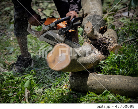 Man with chainsaw cutting the tree (tree, removal) Man with chainsaw cutting the tree (tree, removal) 45700099